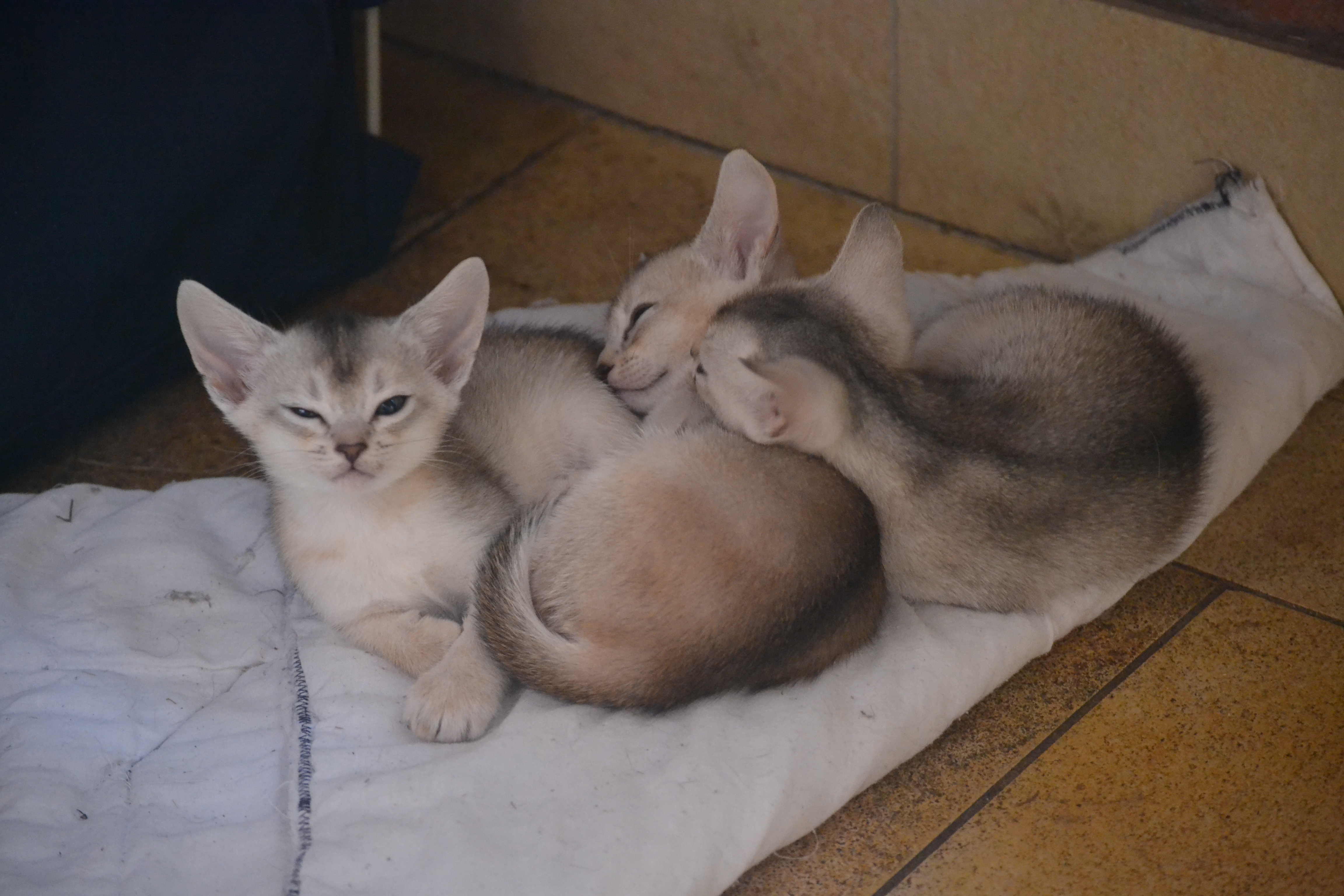 200424_ninja_in_nest .jpg